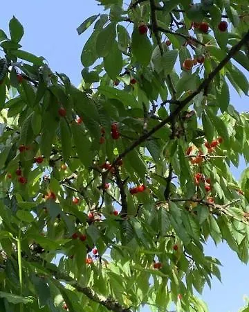 Διαμέρισμα Sa Chiriasa *