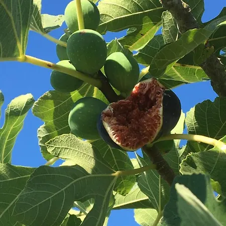 Apartment Sa Chiriasa Monti