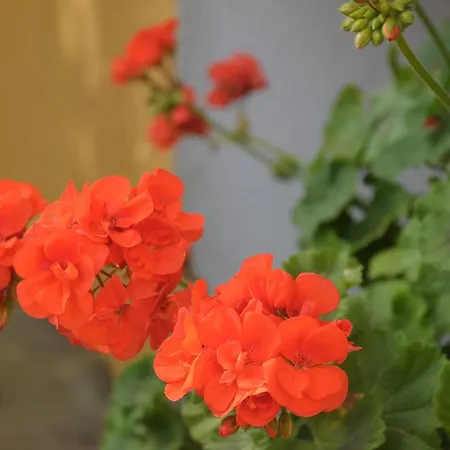 Apartment Sa Chiriasa *