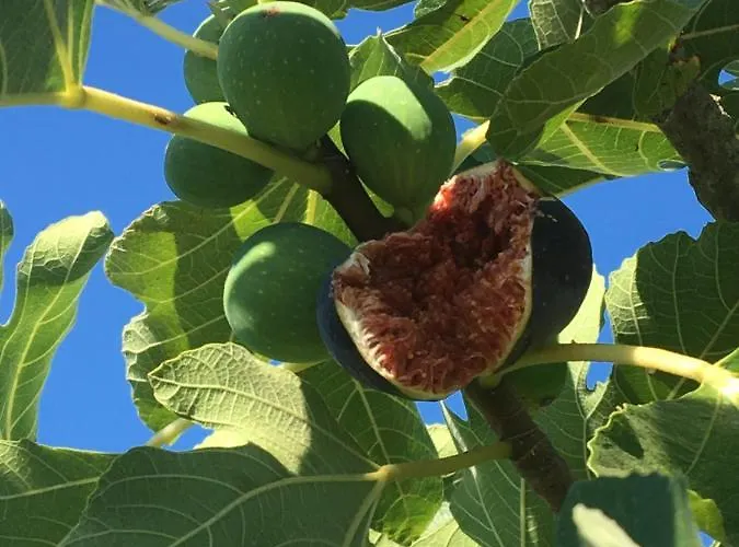 公寓 Sa Chiriasa 蒙蒂